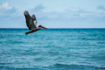 pelican in flight