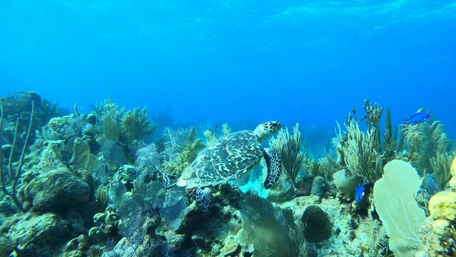 Scuba diving photo of turtle with Dive Provo, Turks and Caicos Islands