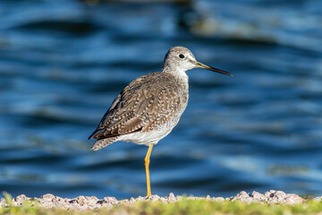 A greater yellowlegs bird standing on one leg by the water. 