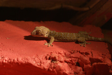 Wild Tokay Gecko
