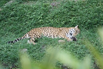 Sleeping Leopard