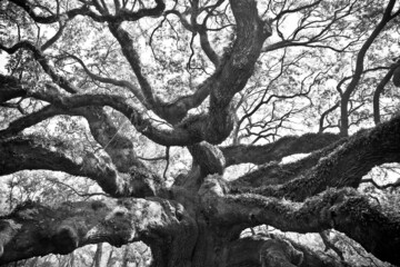 Fototapeta na wymiar Black and white detailed image of historic Angel Oak tree