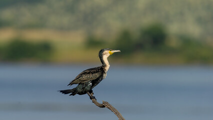 White-breasted Cormorant (Phalacrocorax neglectus)  Pilanesberg Nature Reserve, South Africa