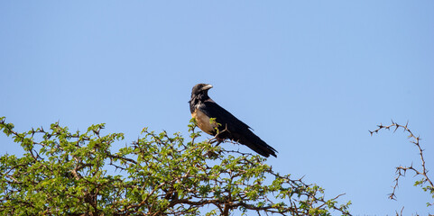 Pied Crow ( Corvus albus) Mokala National  Park, South Africa