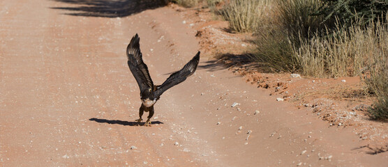 Jackal Buzzard ( Buteo rufofuscus) Kgalagadi Transfrontier Park, South Africa