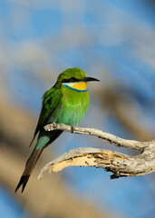 Swallow-tailed Bee-eater (Merops hirundineus) Kgalagadi Transfrontier Park, South Africa