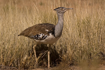  Kori Bustard
