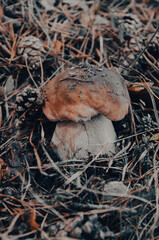 Boletus ediles, hongo comestible en suelo de bosque - 496396243
