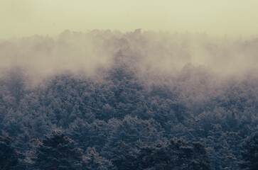 Niebla otoñal entre los pinos de la montaña