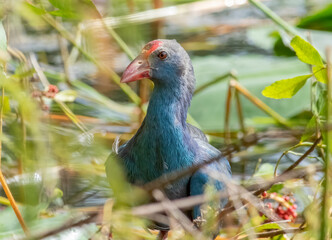 A gray-headed swamphen in the aquatic vegetation in florida. 