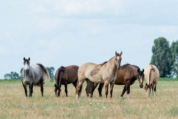 caballos criollos