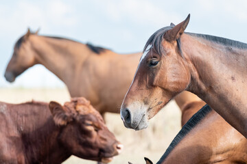 creole horses