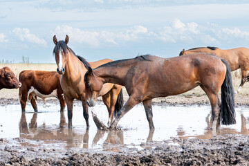 caballos criollos © kopelson