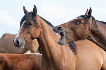 Fototapeta na wymiar caballos criollos