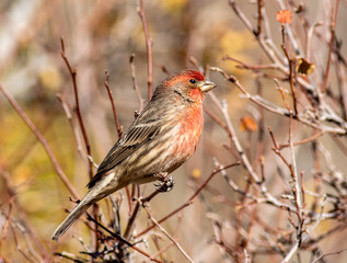 A male house finch perched in a bush. 