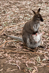the red necked wallaby or bennets wallaby has a white joey in her pouch