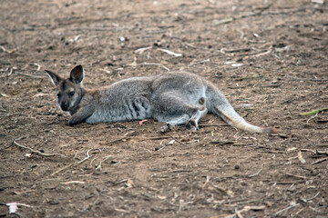 the bennet's wallaby is resting on the ground