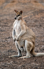 Naklejka na ściany i meble the agile wallaby is a sandy brown with a white chest and white cheeks and a black nose