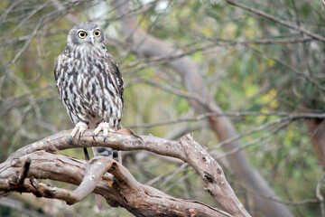 the barking owl has yellow eyes and brown and white feathers