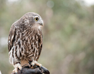 the barking owl gets it name as it sound like a dog barking