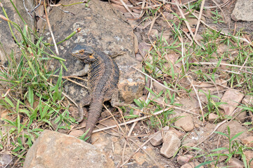 the bearded dragon is climbing on rocks