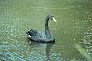 the Australian swan is black with a red beak and red eyes