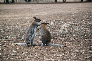 the two red necked wallabies are fighting