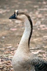 this is a close up of a Canadian goose