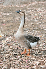the canadian goose is walking through leaves on the ground