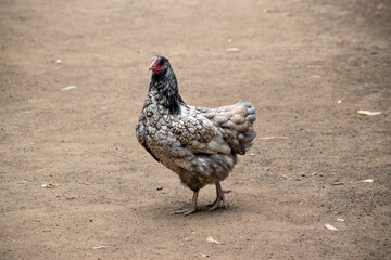 the chicken is walking in a large fenced off area