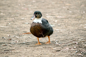 the duck is walking to the billabong