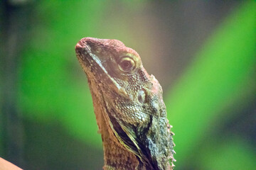 this is a close up a frill necked lizard