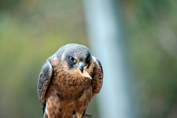 the brown falcon is eating a chick