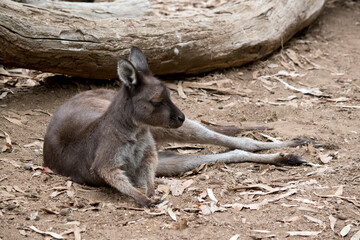the joey kangaroo-island kangaroo is resting on the dirt