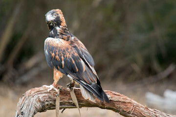 the black breasted buzzard is a large bird and is sometimes is mistaken for an eagle
