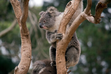 the koala has grey and brown fur with a large black nose, pink lower lip and fluffly white ears