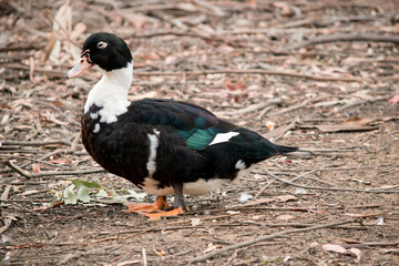 this is a close up a a duck