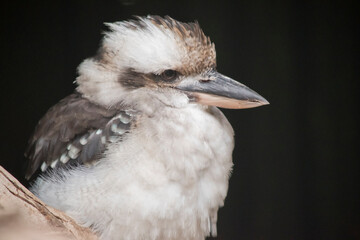 this is a side view of a laughing kookaburra