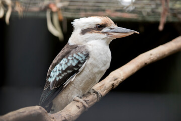 the laughing kookaburra has a white body with brown lines across his eyes, he has brown and blue wings
