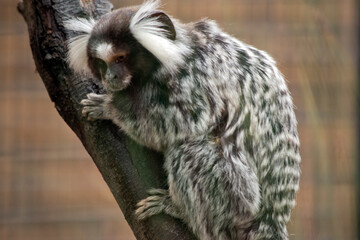 The marmosets, also known as zaris or sagoin is climbing a tree