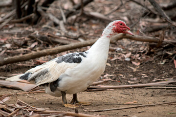 Naklejka premium this is a side view of a black and white Muscovy duck