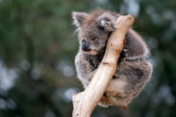 the koala is sitting on top of a tree