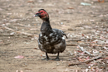 this is a black and white muscovy duck