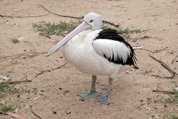 the pelican is a sea bird that is black and white