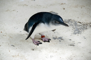the little or fairy penguin is being monitor with an ankle band