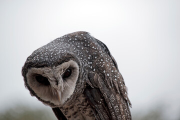 this is a close up of a lesser sooty owl