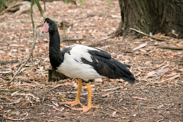 this is a side view of a  magpie goose