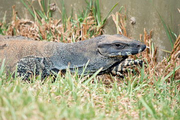 this is a side view of a lace lizard