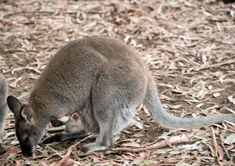 the red necked wallaby has reddish fur on its shoulders and nape. The rest of its body is tawny grey, except for its white chest and belly. Its tail is grey on top and white below. 