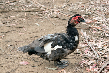 Fototapeta premium this is a side view of a black and white Muscovy duck